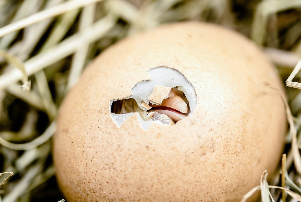 Hatching a new career - don't wait until Easter