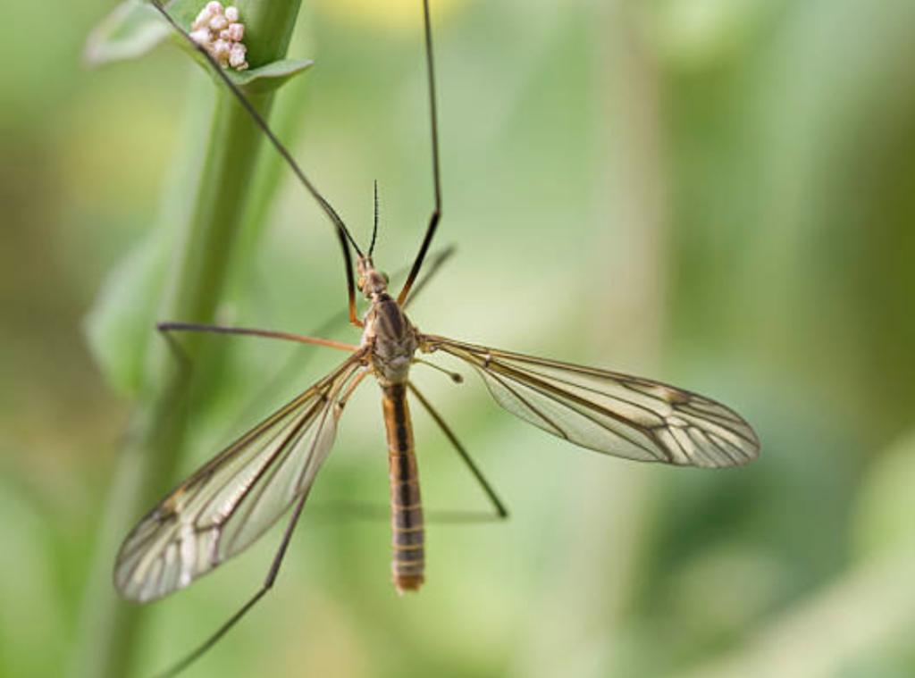 A daddy-longlegs insect