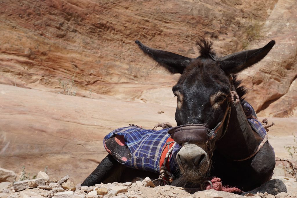 Donkey on top of dirt