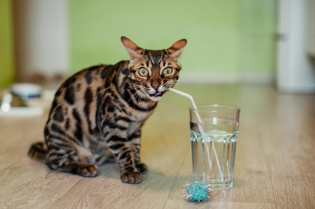 Cat drinking from straw