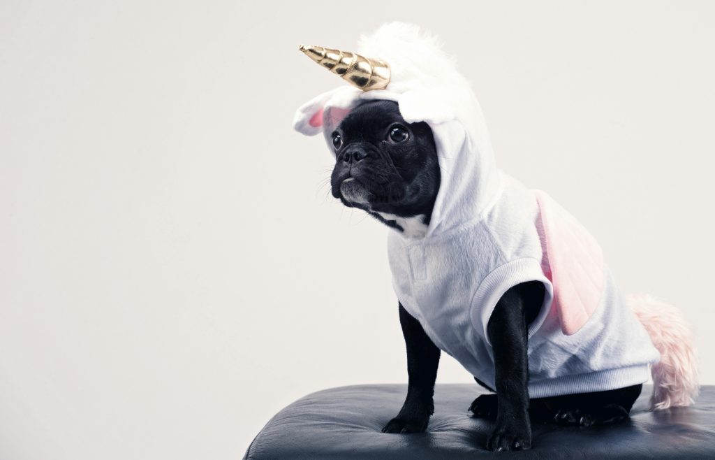 Dog dressed as a unicorn